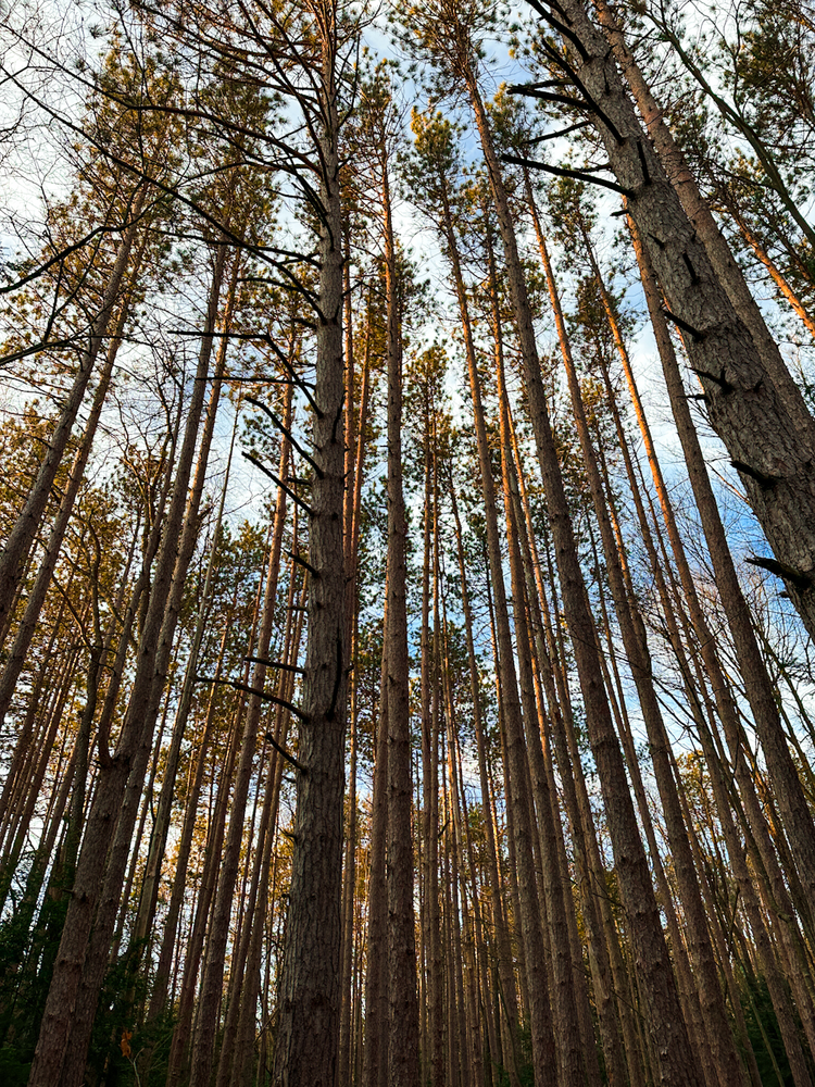 Tall trees against a blue sky
