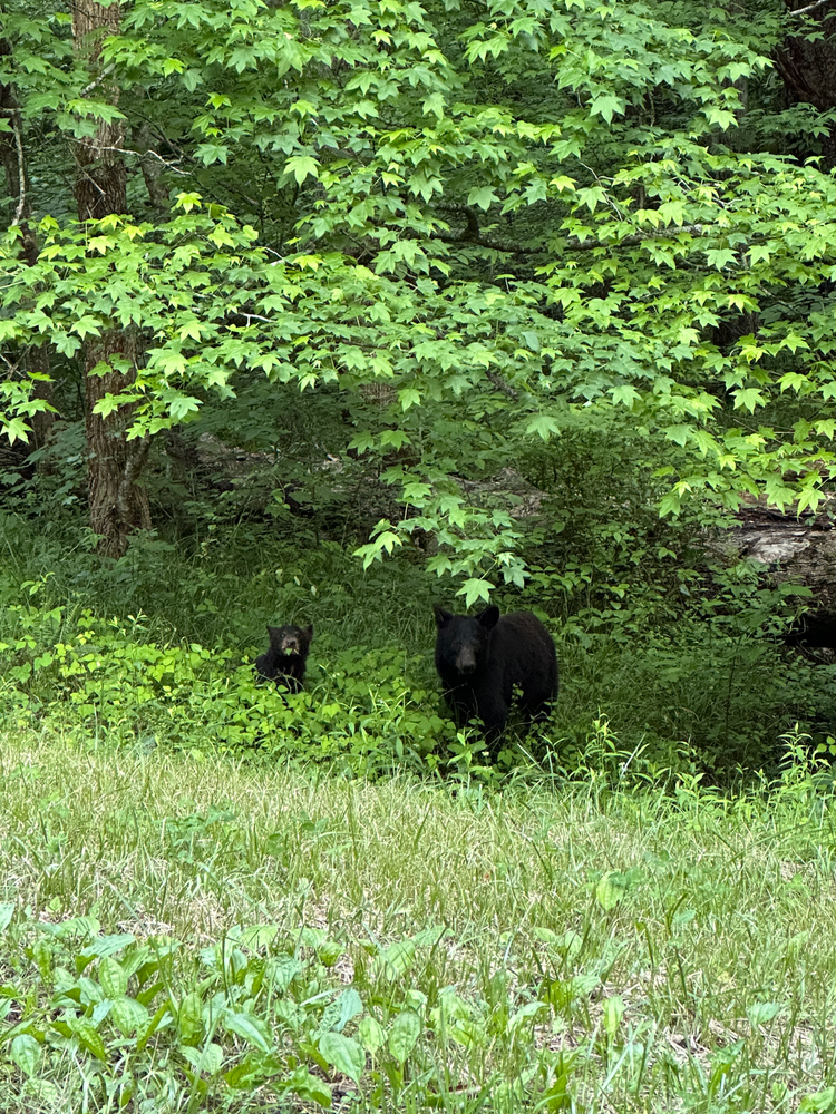 An adult bear and a cub on the edge of the woods