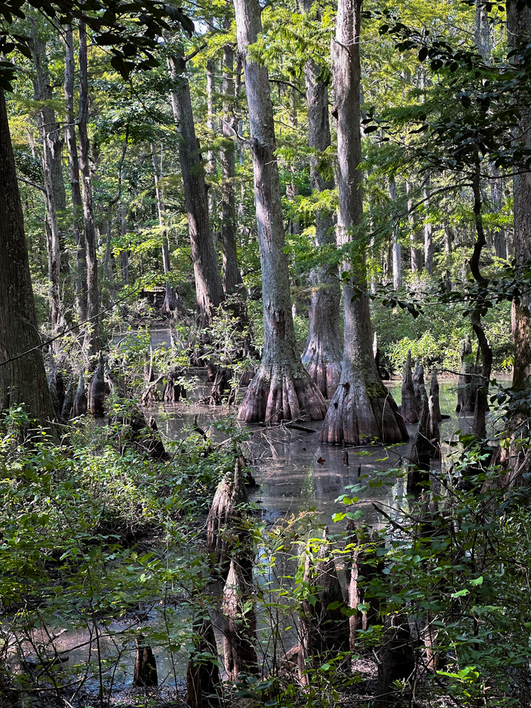 Bald cypress trees emerge from a swampy area