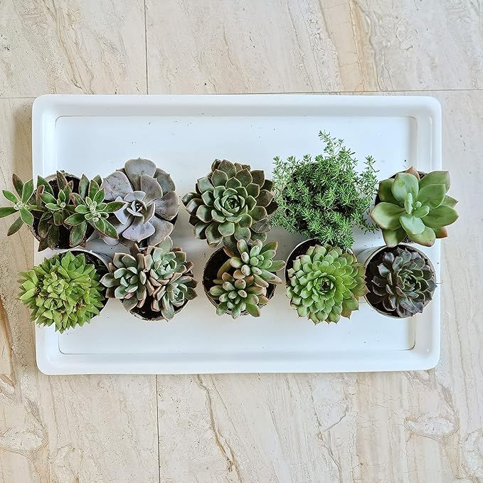 Best Gift Ideas- Assorted succulent set of 10, Any 10 succulents
