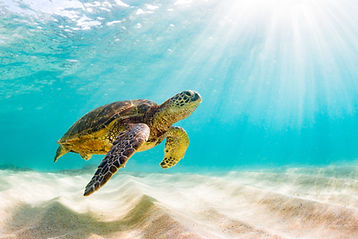 shutterstock_649719169.jpg