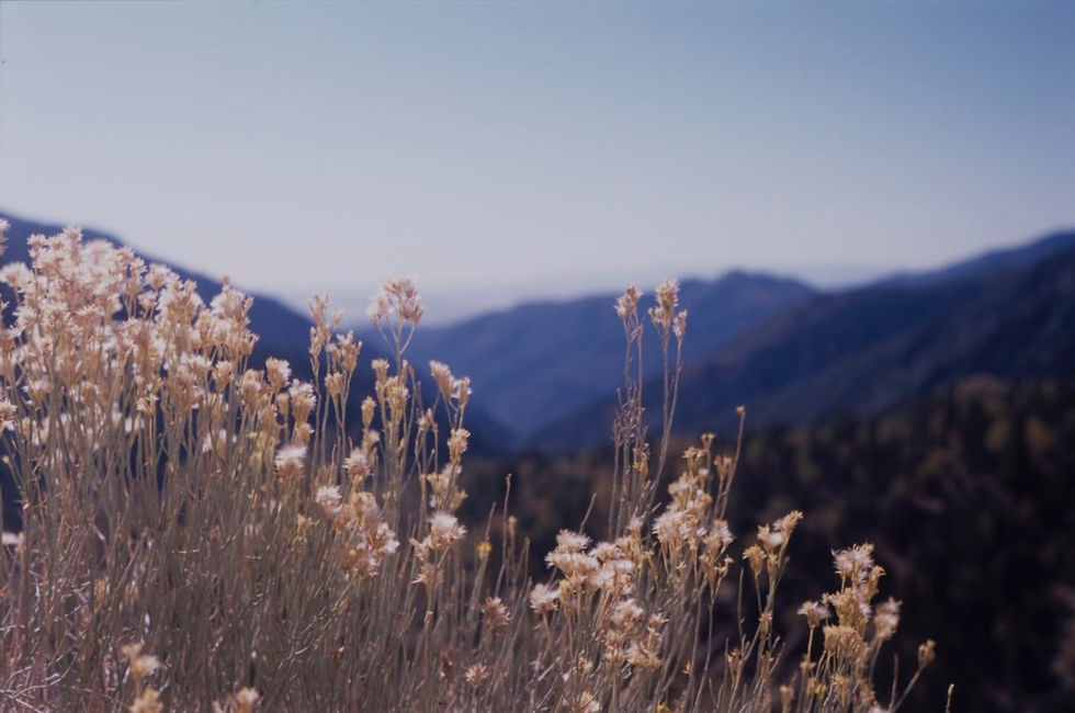 Remote Floristry #2