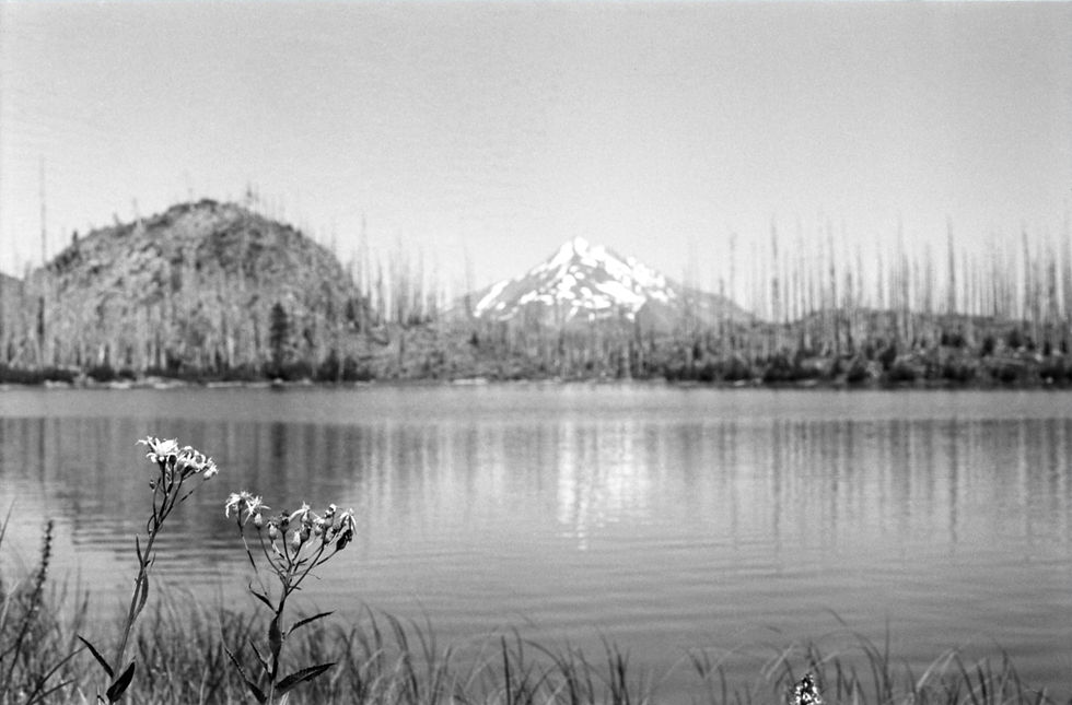Flowers framing Mountain