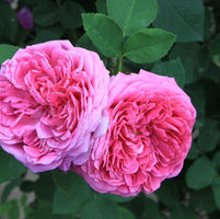 Lokelani rose  