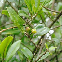 Mokihana berry
