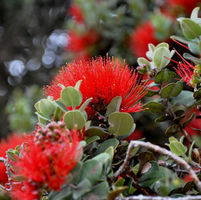 ʻŌhiʻa lehua 