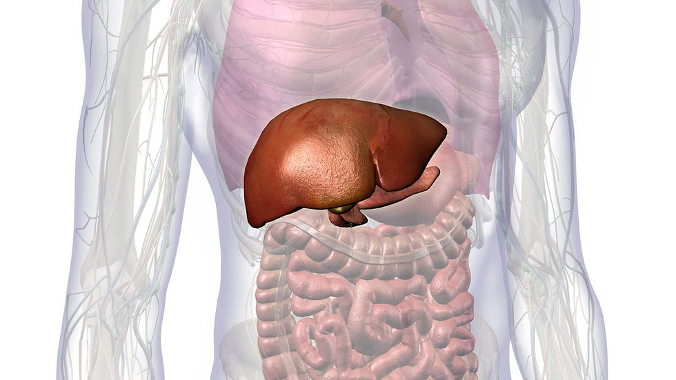 How to support liver health?