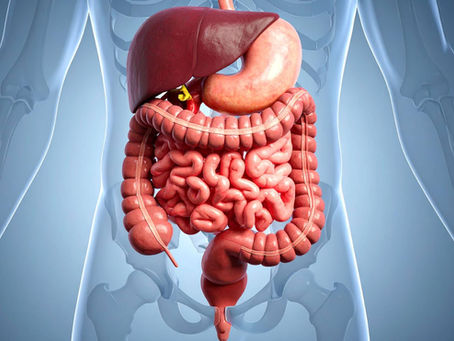 Human digestive tract and the functions of its organs