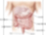 Your gut- your second brain