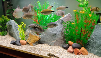 Fish tank display with green plants
