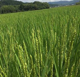 自然栽培米の丹波自然農園Kファーム｜無農薬米を農家直送