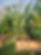 fresh-veg-in-a-polytunnel.jpg