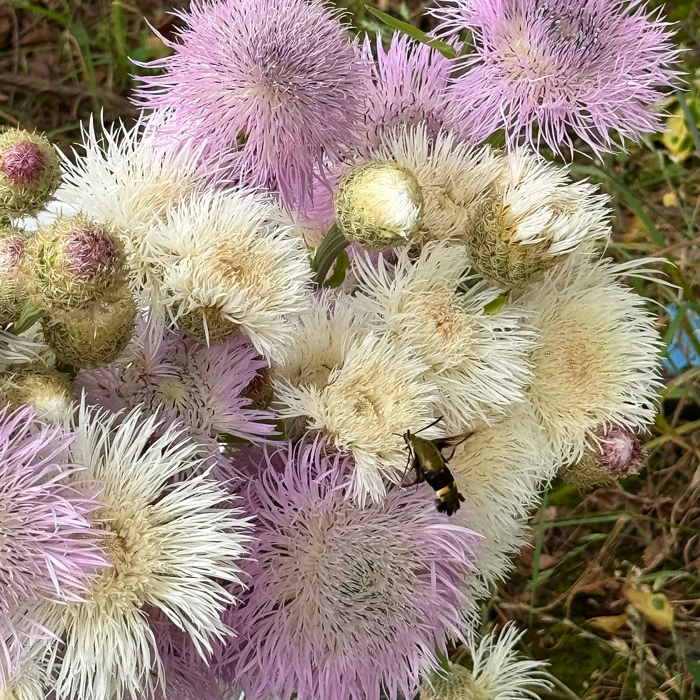 Thumbnail: Basket Flower Aloha mix 