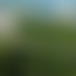 Bonobos and Chimps: The Story of the Great Divide