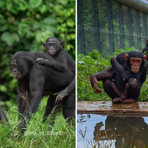 Left panel shows a family group of bonobos, right panel shows a group of chimpanzees
