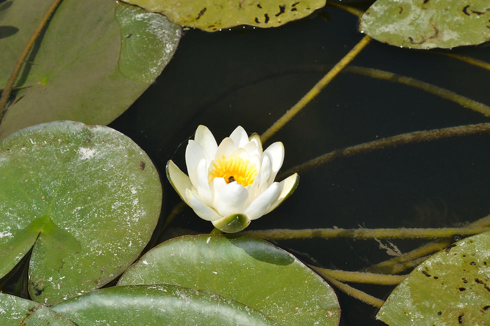 DSC_0146.JPG
