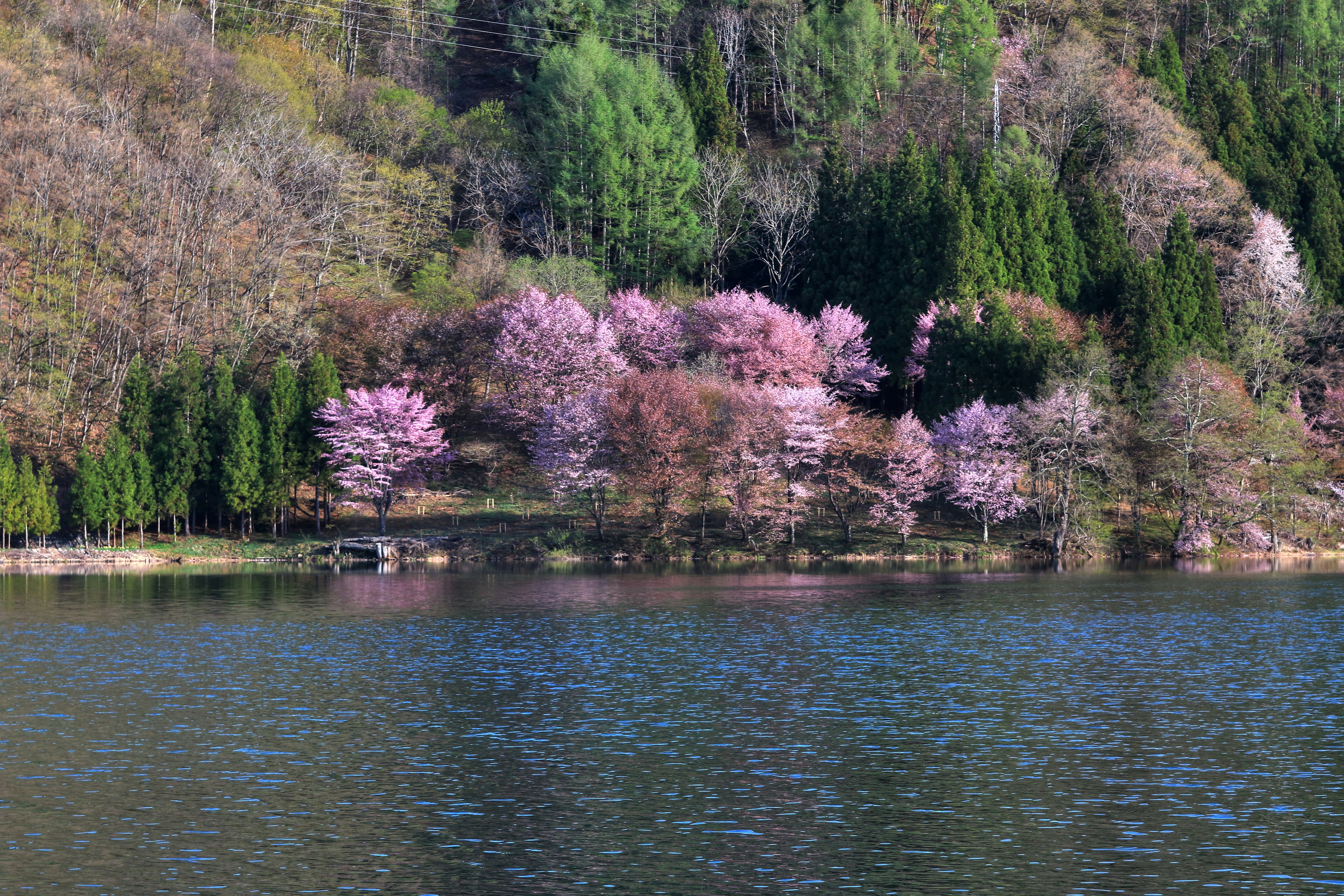 4月　桜・サクラ