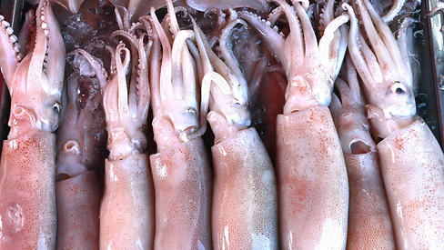 squid.png