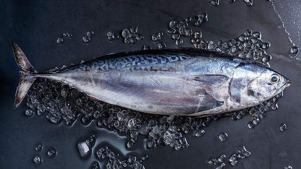 TUNA 1.png