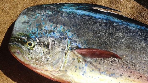 MAHI.png