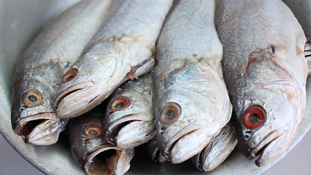 CORVINA.png