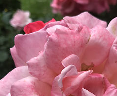 Rose Tropicana Pink IMG_0693.JPG