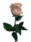 thumbnail_IMG_5365_edited.png
