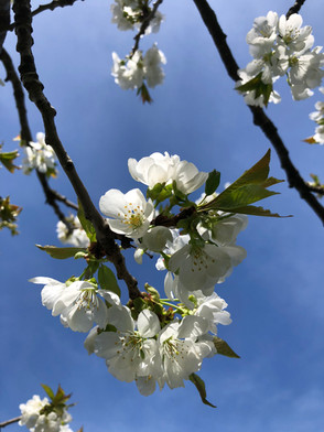 Blüten, Wachau Österreich