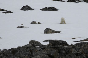 Eisbär
(Ursus maritimus)
