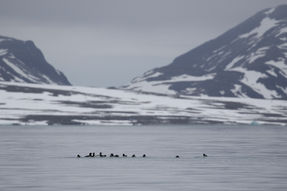 Krabbentaucher (Alle alle)
Bjørnfjorden (The Bear Fjord)