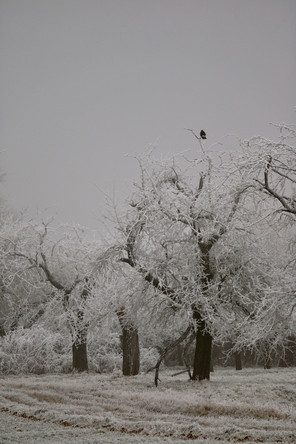 Main-Taunus-Kreis, Niederhöchstadt, Hessen, Winter