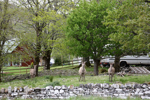 Achnasheen, Wester Ross