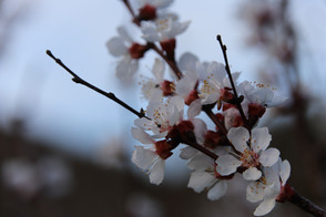 Blüten, Wachau Österreich