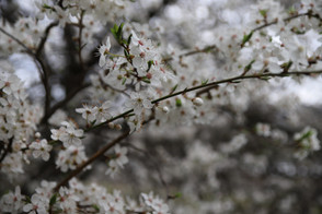 Blüten, Wachau Österreich