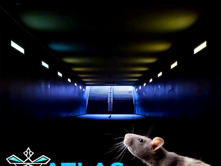 Commercial Pest Control Blackburn, Lancashire - Pest Management Blackburn, Lancashire