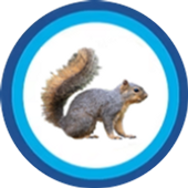 squirrel-pest-control-burnley-lancashire-pest-control-atlas-environmental-services
