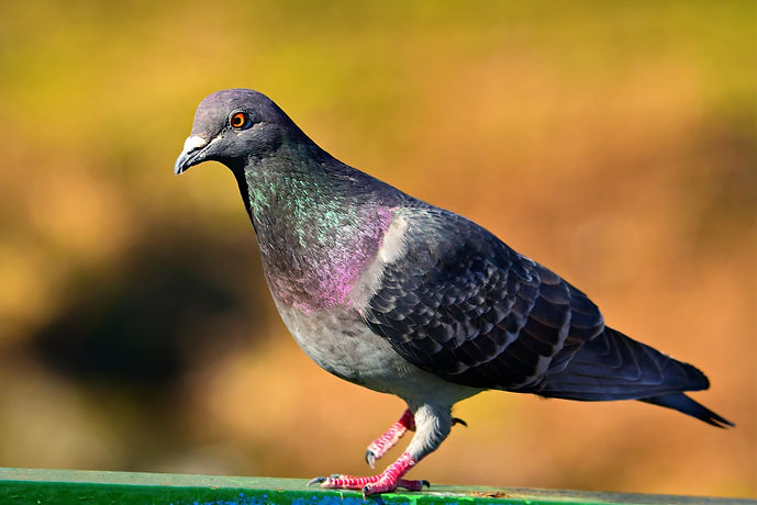 pest-control-burnley-pigeon-removal-treatment-droppings-atlas-environmnetal-services-ltd-east-lancashire-guano-removal-netting-spiking-disinfection-sanitise-east-lancashire-fogging-bird-canopy-proofing-warehouse-pest-control-east-lancashire