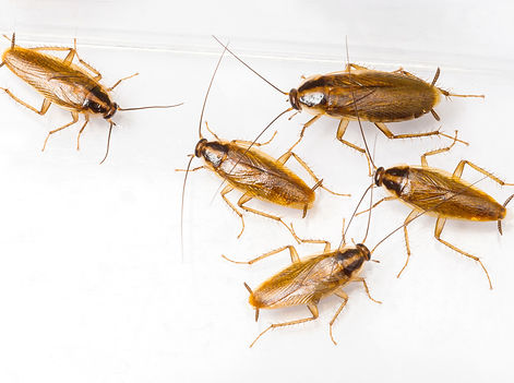 german-cockroach-control-burnley-lancashire-pest-control-burnley