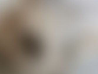 WASP REMOVAL BURNLEY - WASP NEST TREATMENT BURNLEY - WASP NEST BURNLEY - WASP CONTROL BURNLEY