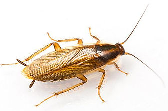 german-cockroach-pest-control-burnley