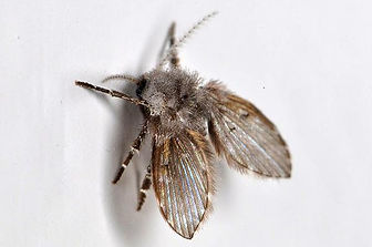 drain-fly-sewage-fly-pest-control-burnley-lancashire-help-with-flies