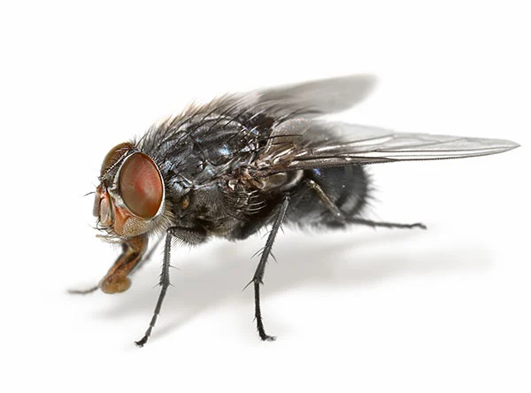 house-fly-problems-help-with-flies-pest-control-burnley-lancashire
