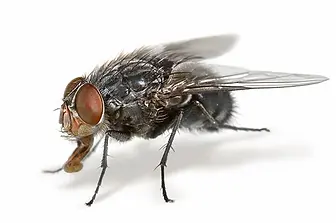 house-fly-problems-help-with-flies-pest-control-burnley-lancashire