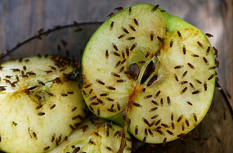 How-to-Control-Fruit-Flies-problems-with fruit-flies-burnley-lancashire-pest-control-burnley