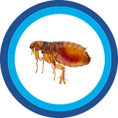 flea-pest-control-burnley-lancashire-pest-control-atlas-environmental-services