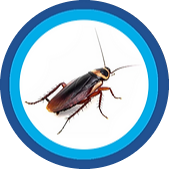 cockroach-pest-control-burnley-lancashire-pest-control-atlas-environmental-services