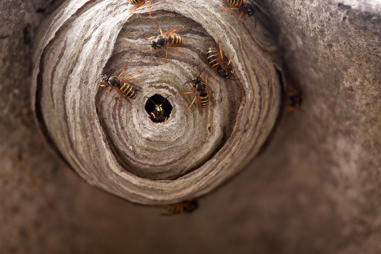 Wasp-Nest-Removal-44c8c718.jpeg