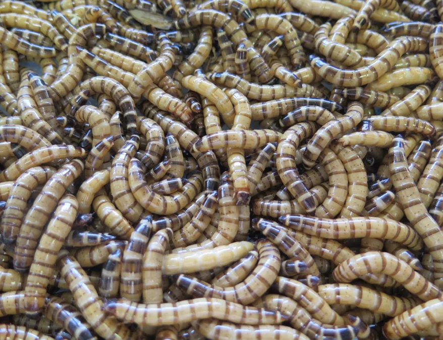 yellow-meal-worm-pest-control-burnley