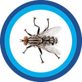 fly-pest-control-burnley-lancashire-pest-control-atlas-environmental-services