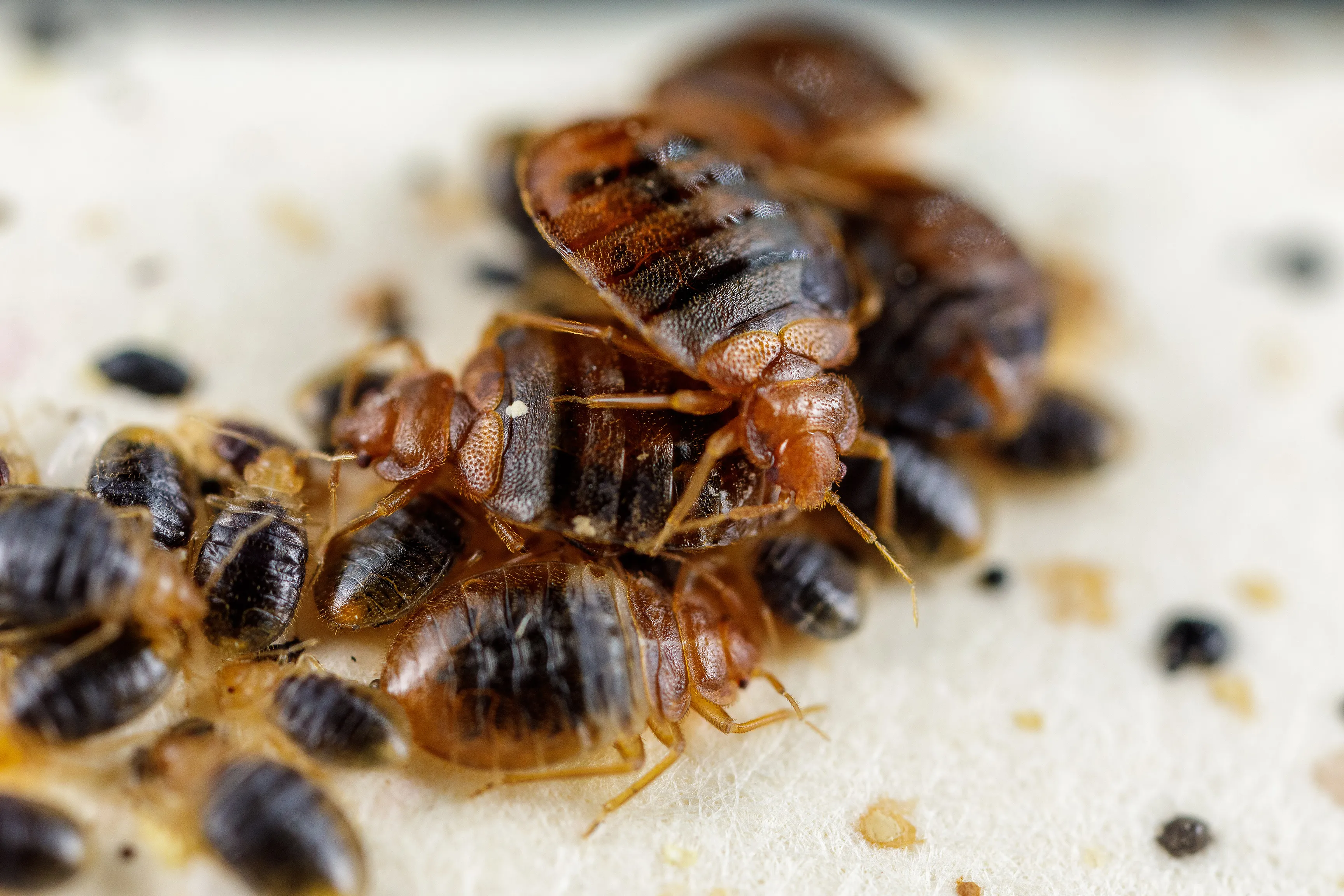 bed-bugs-burnley-lancashire-bed-bug-control-burnley-lancashire-bed-bug-treatment-burnley-lancashire-pest-control-burnley-lancashire